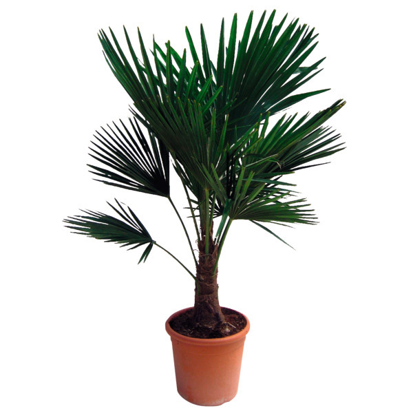  Chamaerops Excelsa code EAN 3470080108601 