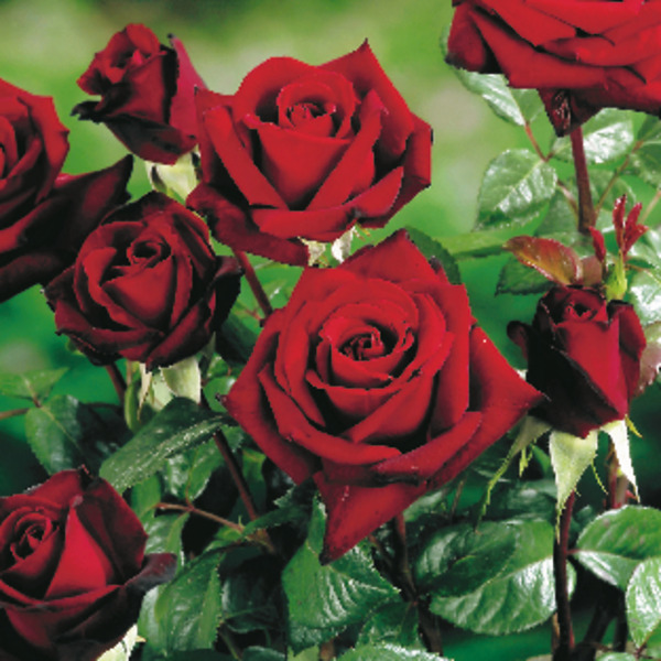  Rosier Grandes Fleurs Ou Polyanthas code EAN 3470080214449 