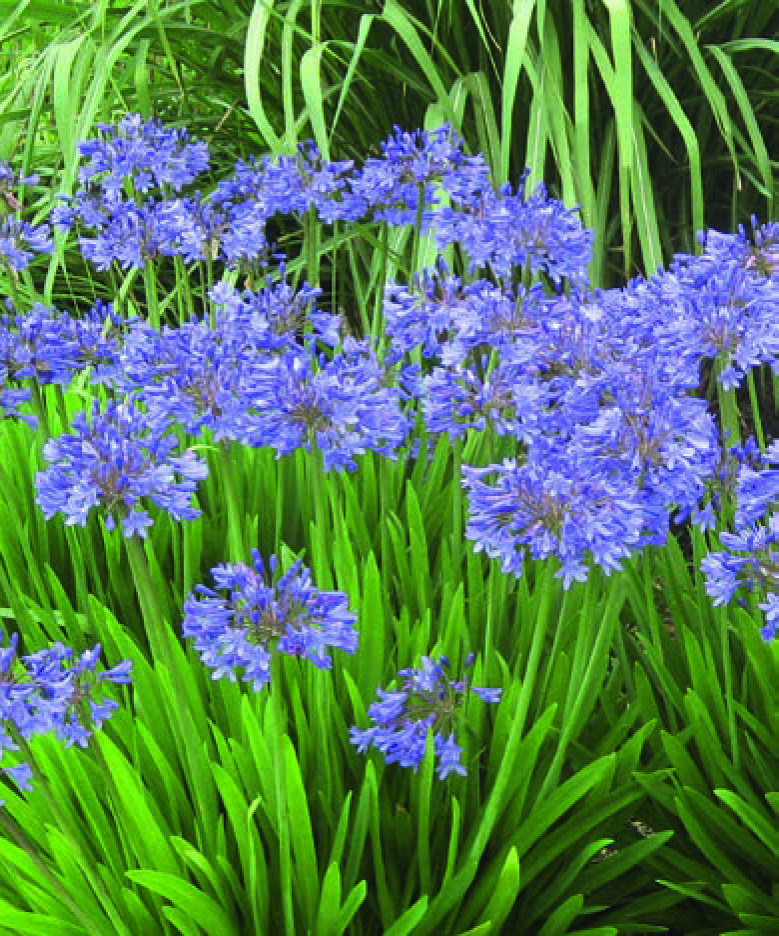  AGAPANTHE code EAN 3472200753449 