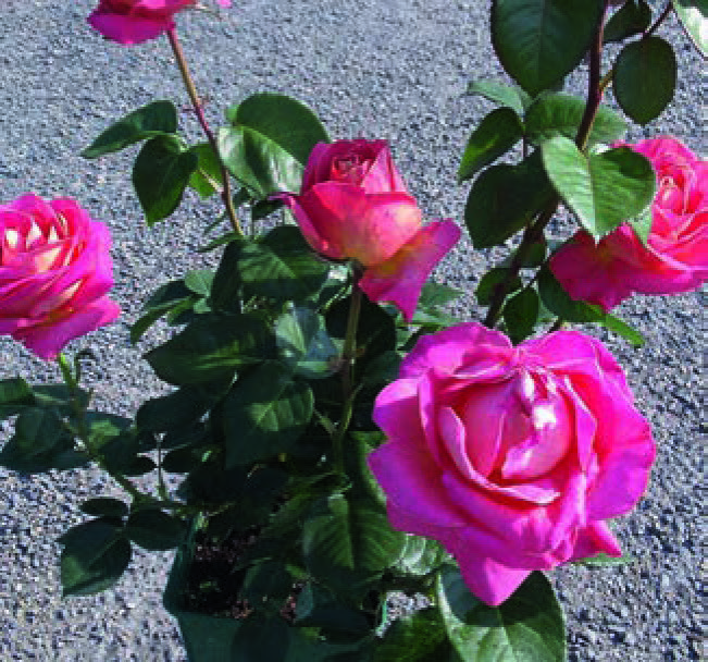  ROSIER BUISSON code EAN 3472200905978 