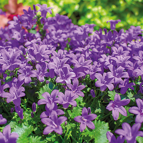  PLANTES VIVACES code EAN 3472380475346 