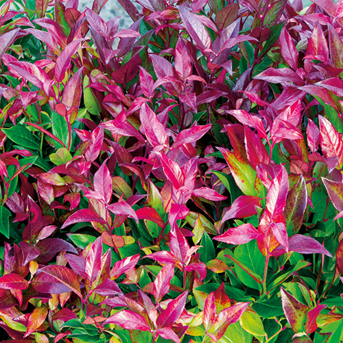  ARBUSTE MIXTE code EAN 3472380504442 