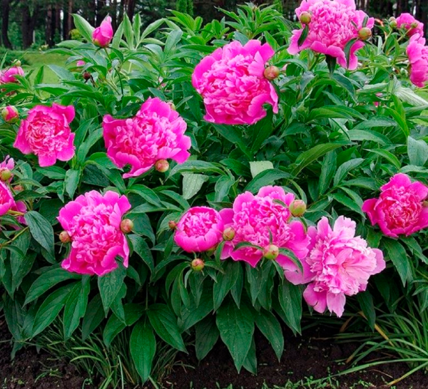  Pivoine Ou Arum code EAN 3472620014861 