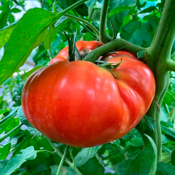  Plants De Légumes Greffés code EAN 3472620195669 