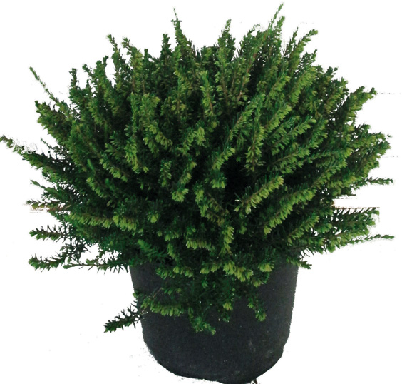  BRUYÈRE ÉRICA code EAN 3480240013850 