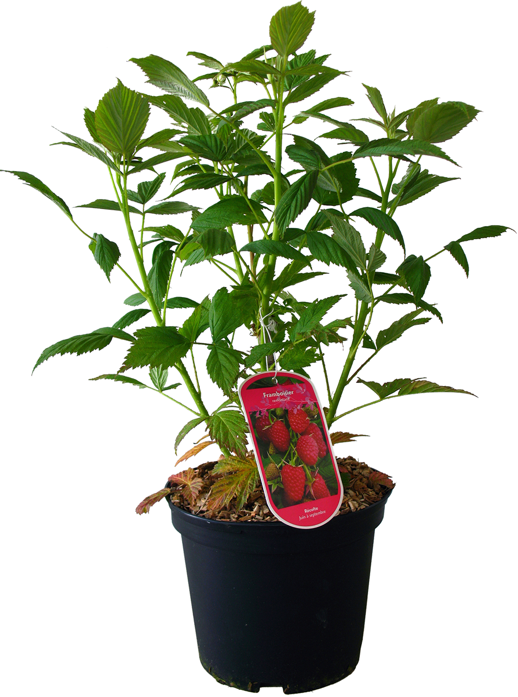  FRAMBOISIER code EAN 3492140009574 