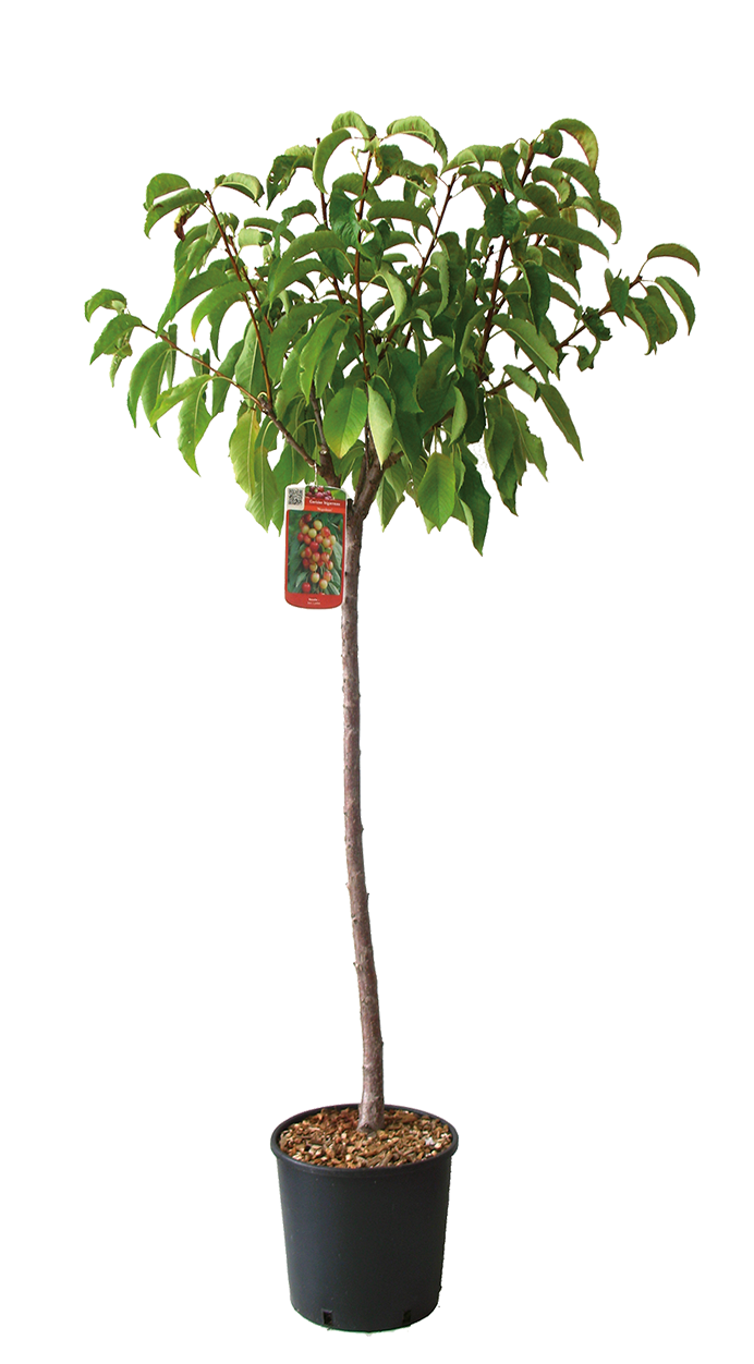  CERISIER code EAN 3492140021699 