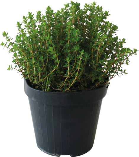 PLANTES AROMATIQUES 3492140022368 