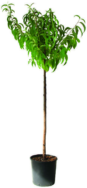  ARBRE FRUITIER code EAN 3492140035856 