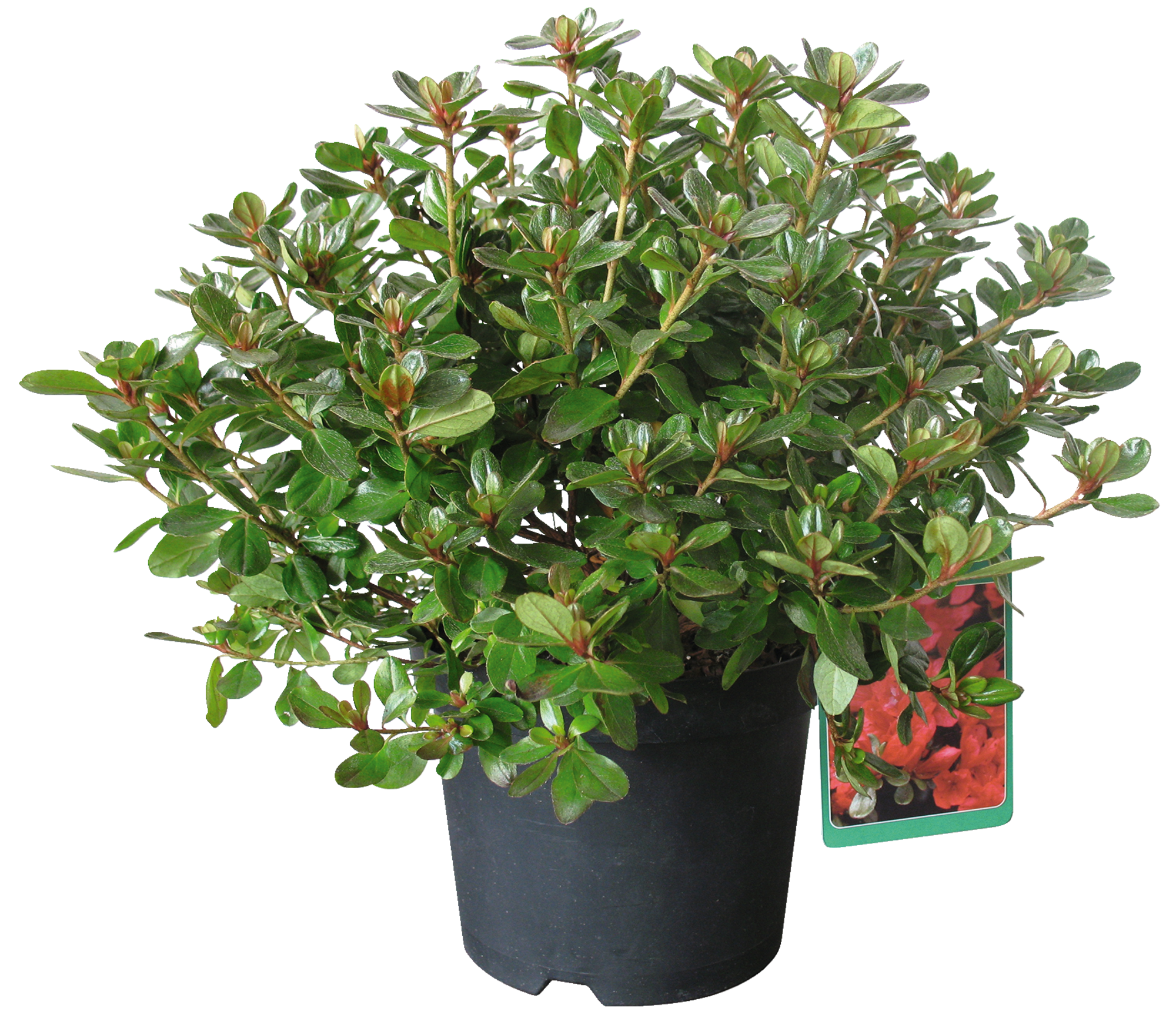  AZALÉE JAPONAISE
"AZALEA JAPONICA" code EAN 3492140036334 