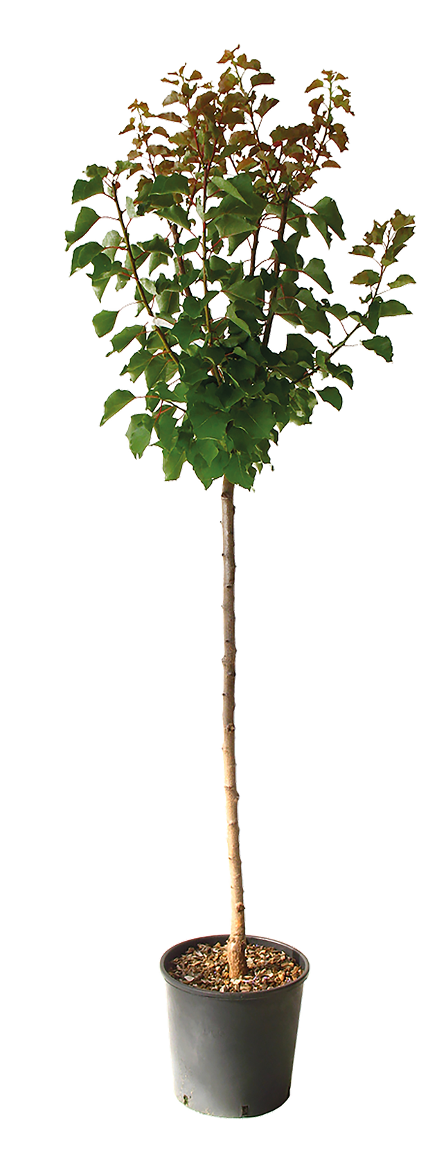  ABRICOTIER code EAN 3492140040751 