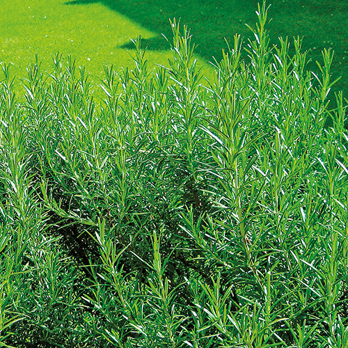  ROMARIN ROSMARINUS OFFICINALIS code EAN 3492140042892 