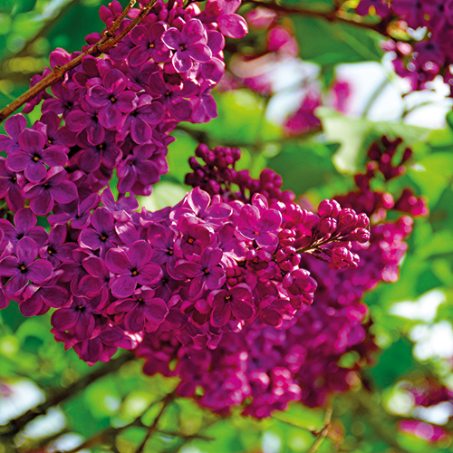  SYRINGA (LILAS) code EAN 3492140046685 