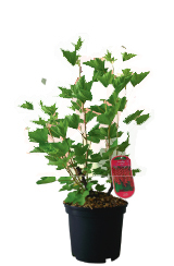  GROSEILLIER code EAN 3492140050460 