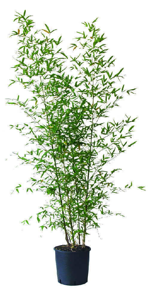  LOT DE 5 BAMBOUS DORÉS PHYLLOSTACHYS AUREA code EAN 3492140051955 