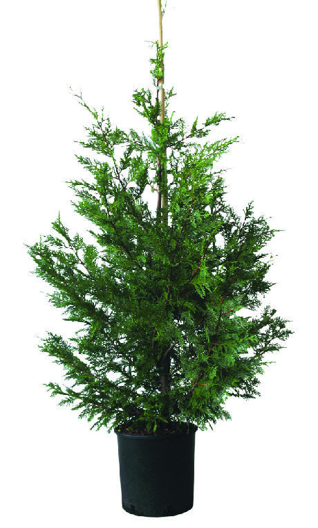  LE LOT DE 5 CYPRÈS DE LEYLAND CUPRESSOCYPARIS LEYLANDII code EAN 3492140052976 