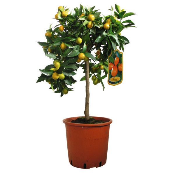  Agrumes code EAN 3492140060681 