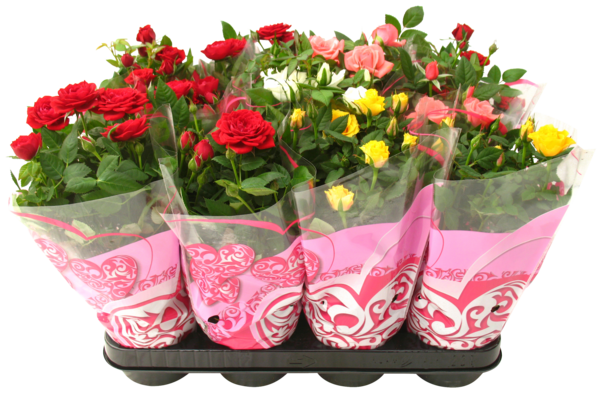  Mini Rosier code EAN 3492140069141 