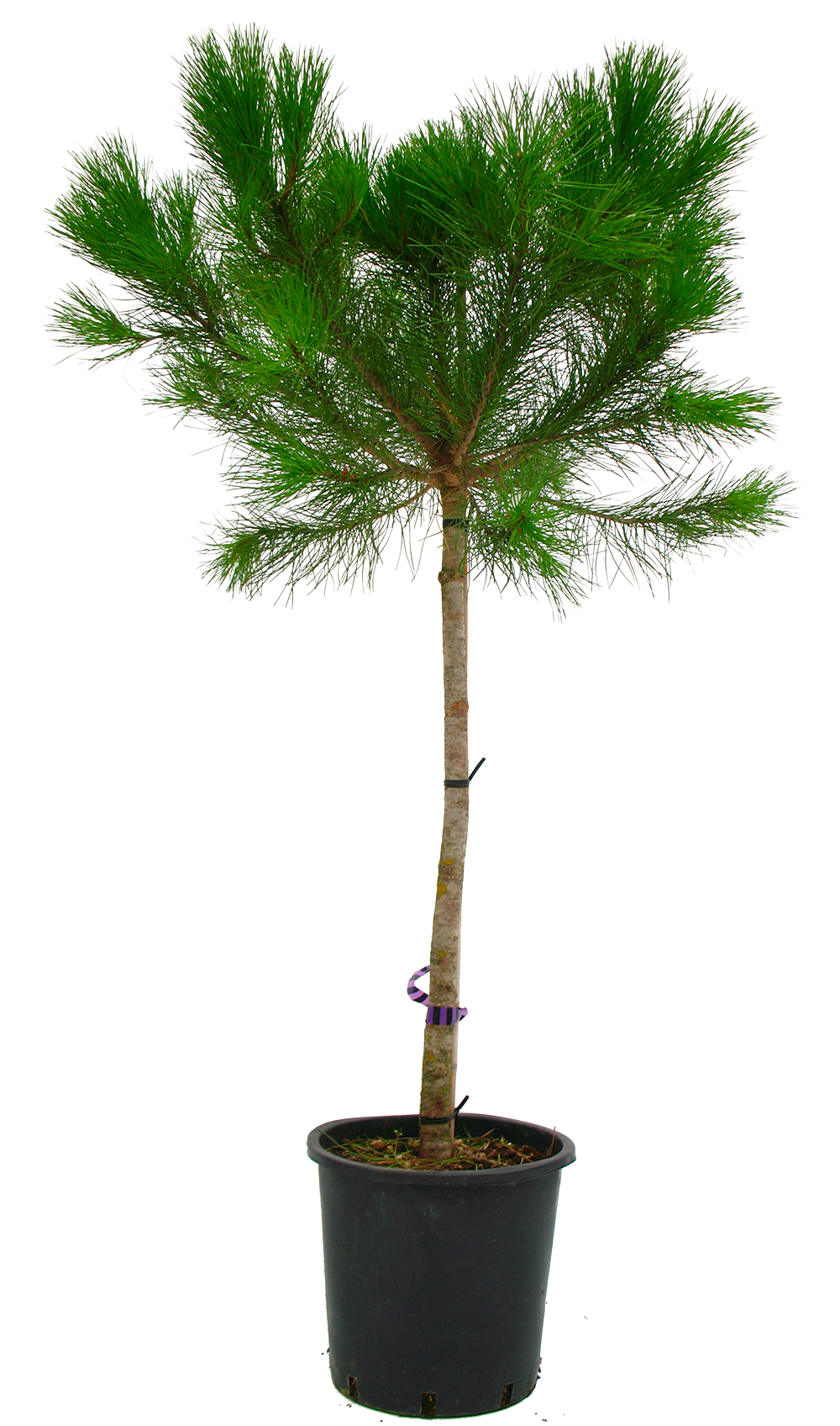 PINUS PINEA 3492140072905 PINUS PINEA 3492140072905