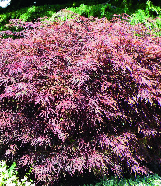  ERABLE DU JAPON code EAN 3492140073766 