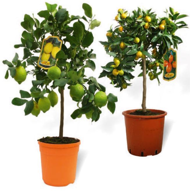 AGRUMES 3492140081433 