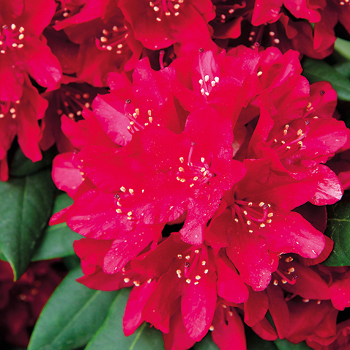  RHODODENDRON code EAN 3492140081808 
