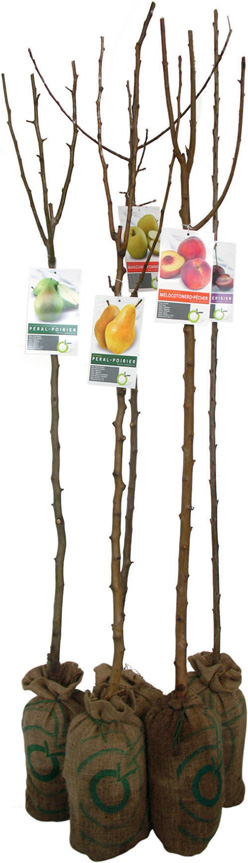 ARBRE FRUITIER 3492140085486 (3492140085486)