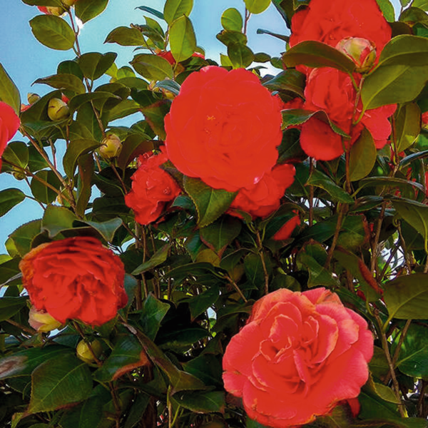  Camelia 1 L  code EAN 3492140102978 