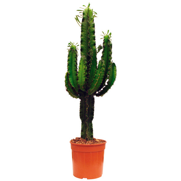  Euphorbe Eritrea code EAN 3492140104583 