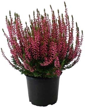 CALLUNA