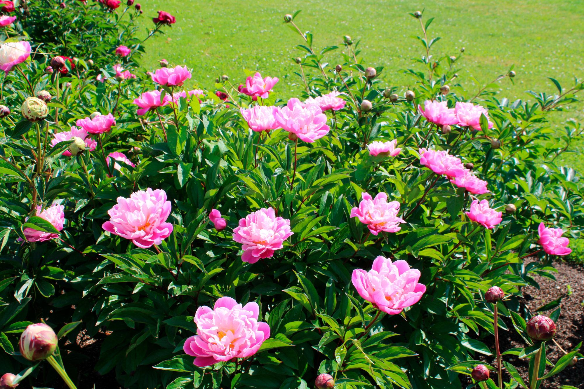  PIVOINE "PAEONIA SUFFRUTICOSA" code EAN 3492140106792 