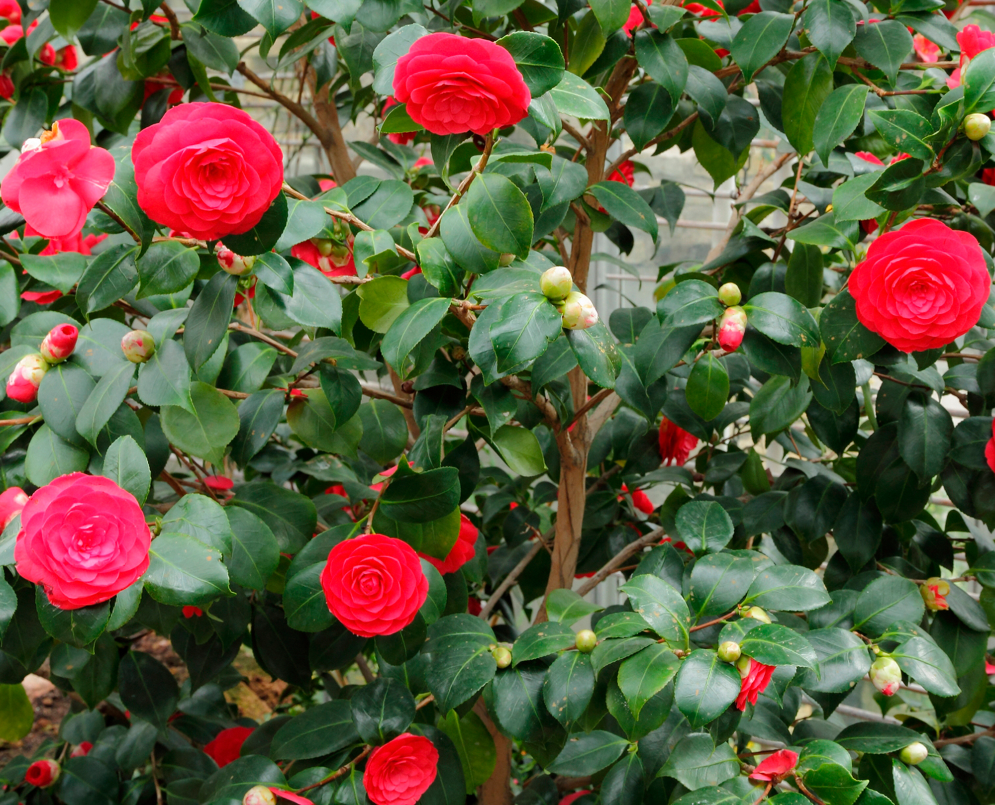  CAMÉLIA JAPONICA code EAN 3492140118795 