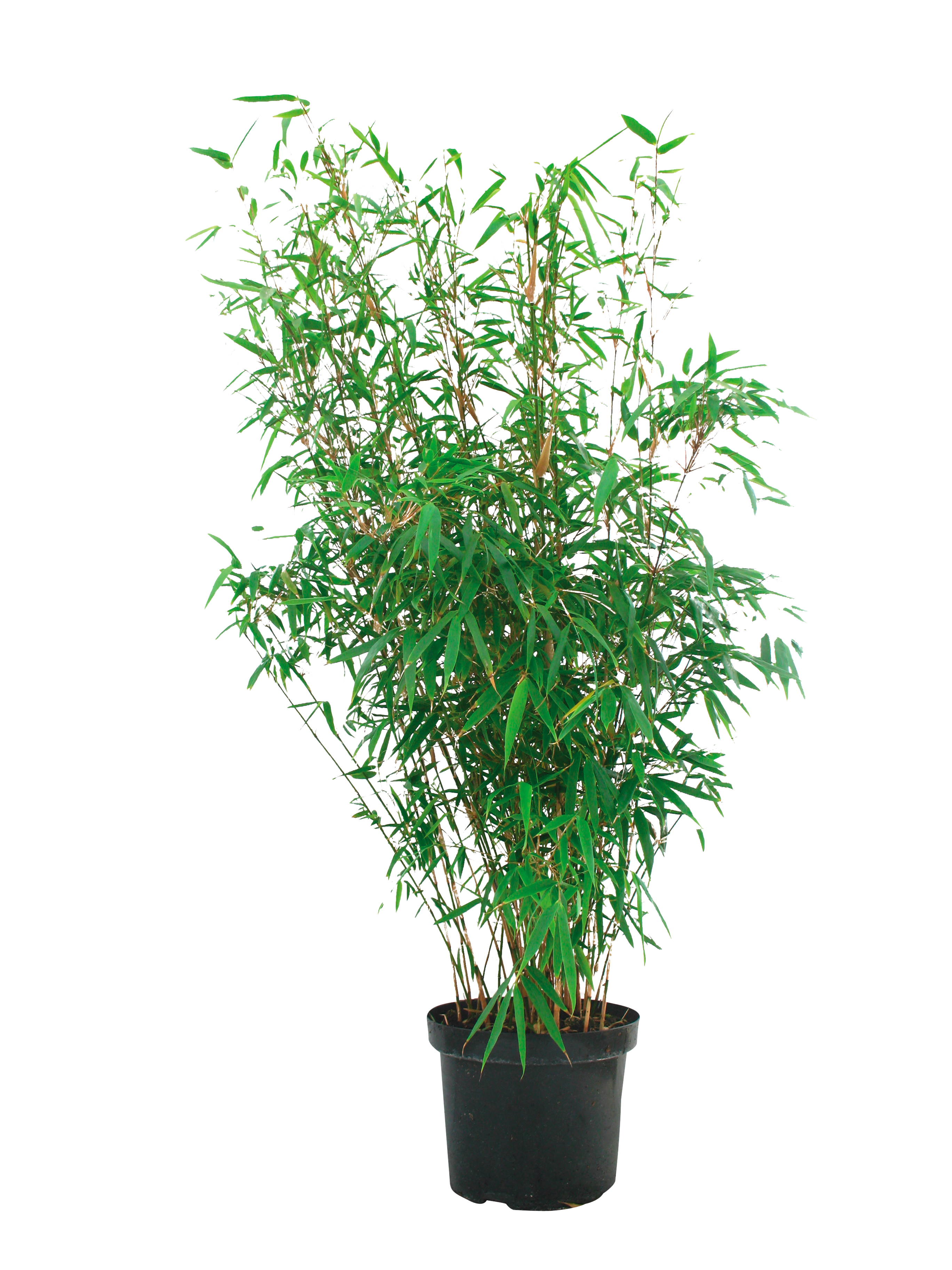  BAMBOU DORE "PHYLLOSTACHYS AUREA" code EAN 3492140123652 