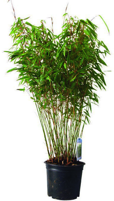  BAMBOU FARGESIA RUFA code EAN 3492140126530 