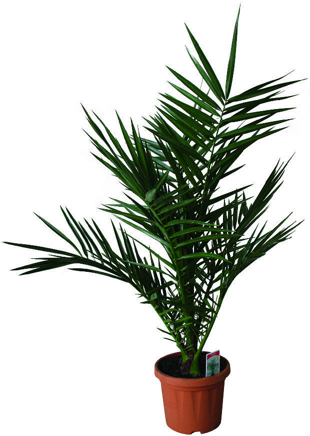  PALMIER CANARIES code EAN 3492140128022 