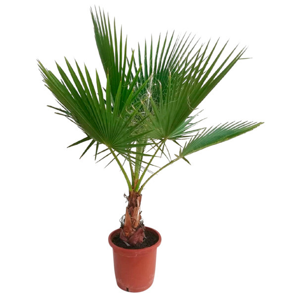 Washingtonia 3492140141816 Washingtonia 3492140141816
