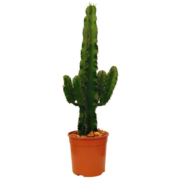  Euphorbe Eritrea code EAN 3492140142523 