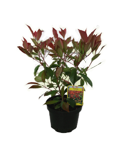  PHOTINIA FRASERI RED ROBIN code EAN 3492140154380 