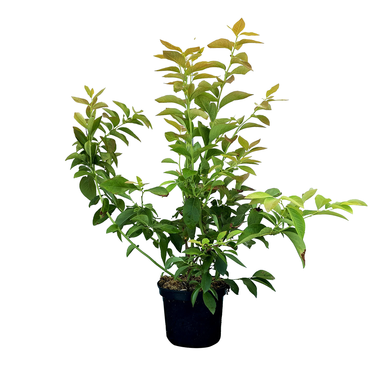 MYRTILLE 3492140154601 