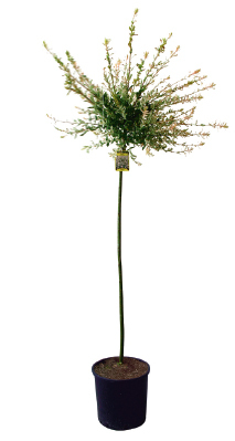 ARBRE D’ORNEMENT 3492140167281 (3492140167281)