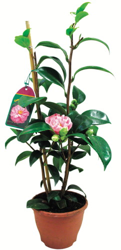  CAMÉLIA code EAN 3492140167632 