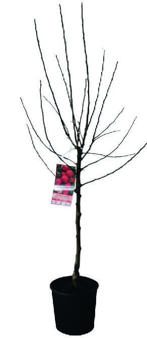 ARBRE FRUITIER 3492140188774 (3492140188774)