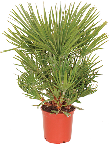  CHAMAEROPS HUMILIS code EAN 3492140191514 