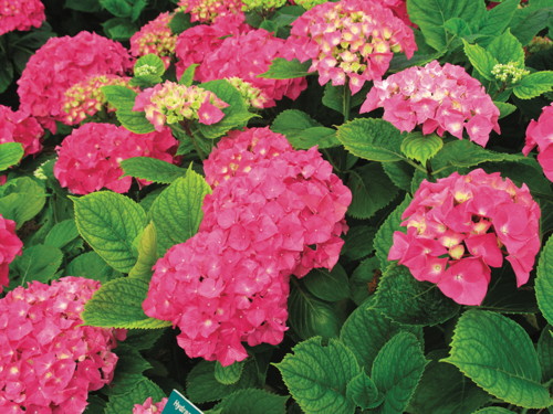  HORTENSIA code EAN 3492140191569 