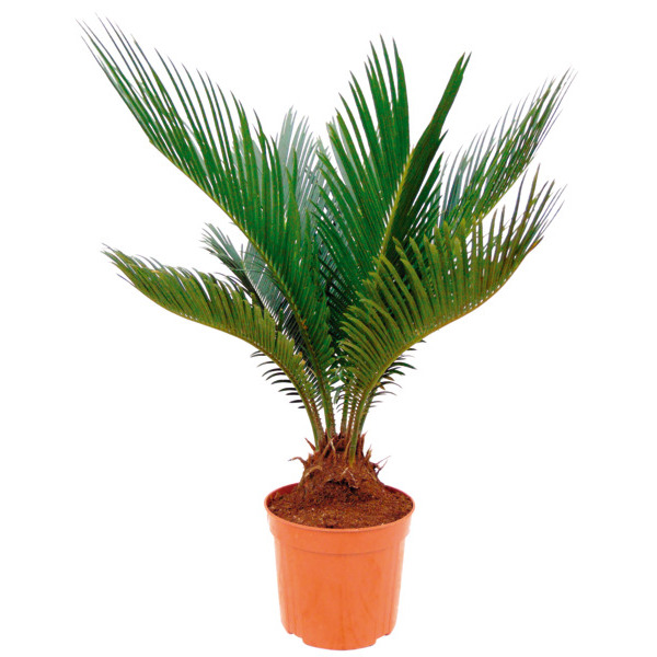  Cycas Revoluta code EAN 3492140201817 