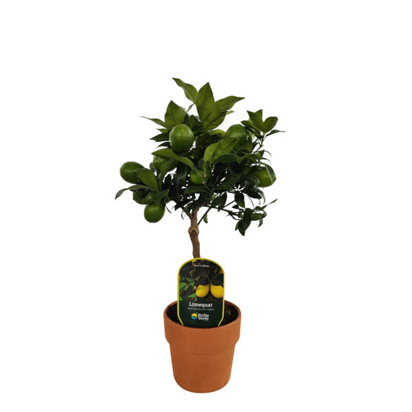 Agrumes 3492140204726 