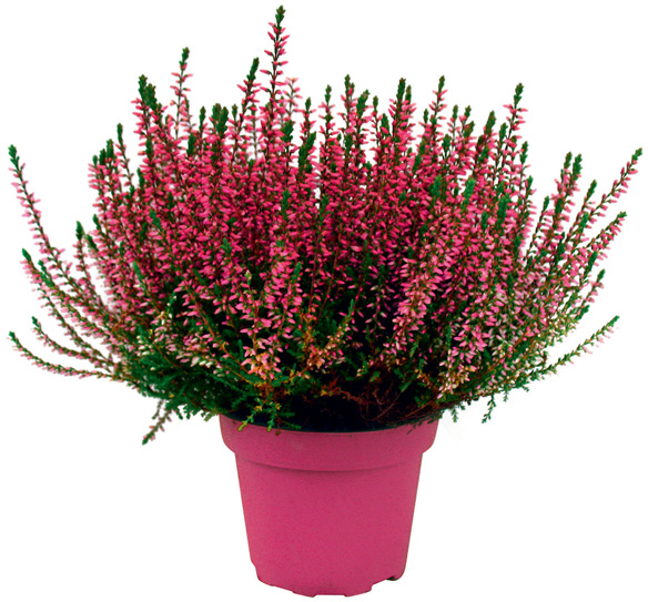  BRUYÈRE CALLUNA code EAN 3492140210185 