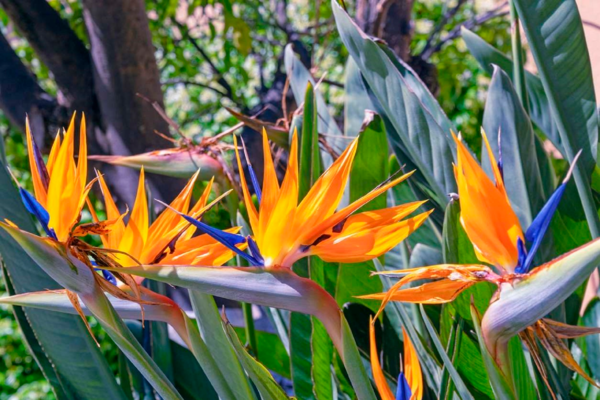  Oiseau De Paradis (Strelitzia Reginae) code EAN 3492140220863 