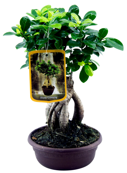  Ficus Ginseng code EAN 3492140223406 