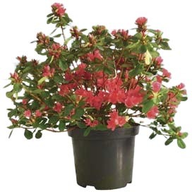  AZALÉE JAPONAISE code EAN 3492140224991 